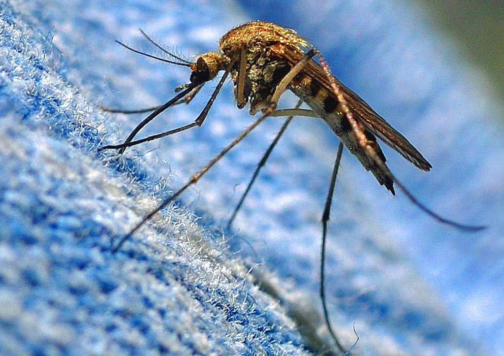 Новые вирусы, которые переносят комары и клещи